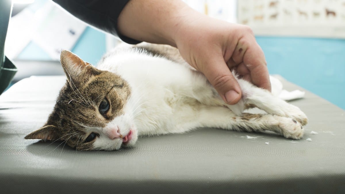 Kater Wird Nach Kastration Von Katze Angefaucht wamiz.de