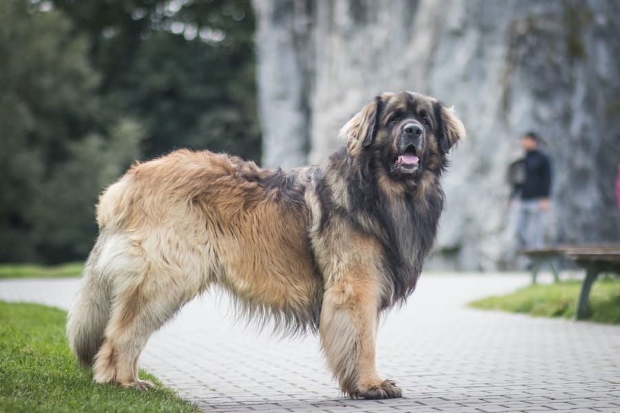 leonberger